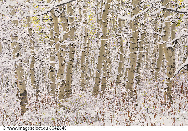 A forest of aspen trees in the Wasatch mountains  with white bark. Snow covering on the ground.