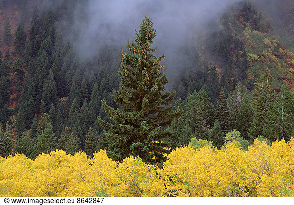 A forest of trees in the Wasatch mountains  with striking yellow autumn foliage. Green pine trees. Low clouds.