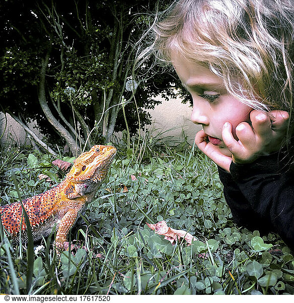 A four year old girl makes eye contact with her bearded dragon.; Cabin John  Maryland.