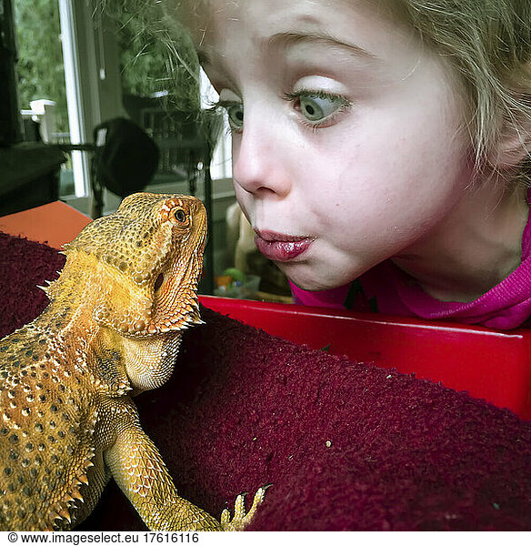 A four year old girls and her pet bearded dragon go nose to nose.; Cabin John  Maryland.