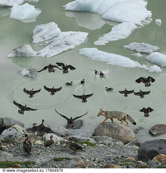 A fox stirs up some ducks  which flee to the safety of the lake.