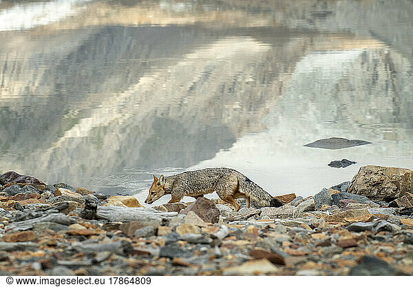 A fox wanders the lake side  looking for a morning snack.