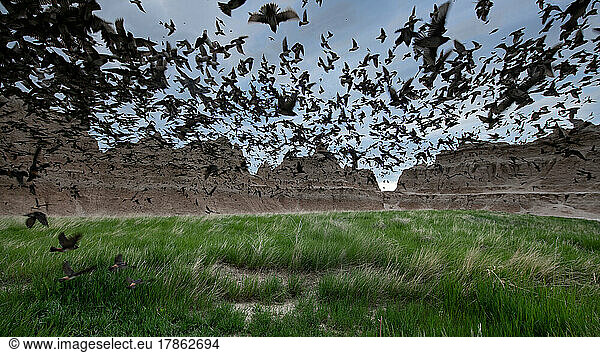 A frenetic flock of birds in Badlands National Park