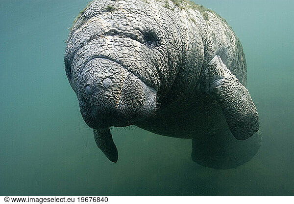 A front view of a Crystal River Manatee floating underwater.