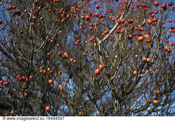 A fruiting crab apple tree in winter  red crab apples.
