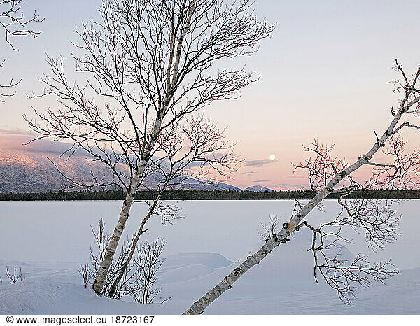 A full moon is seen through White birch trees (Betula papyrifera) on Flagstaff Lake in western Maine.