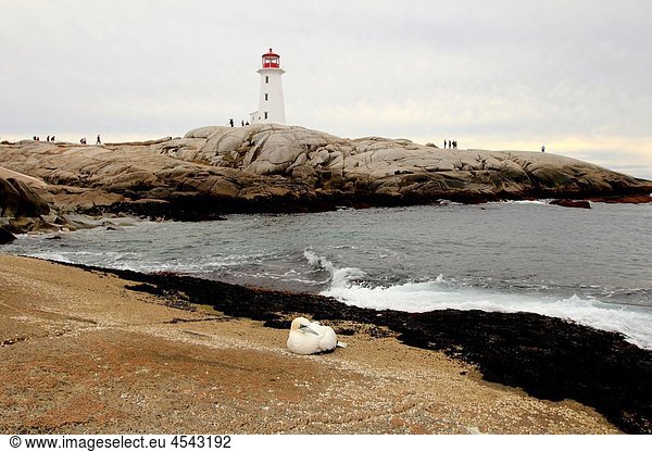 A gannet bird on the rocks in front of the Peggy´s Cove Lighthouse Nova Scotia