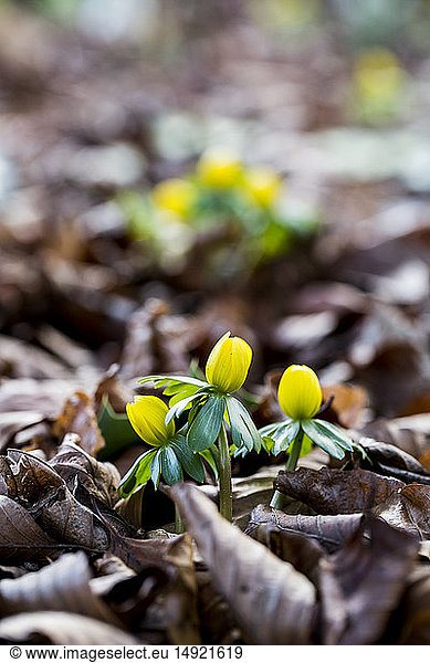 A garden in winter  small yellow aconites flowering in the bark and fallen leaves