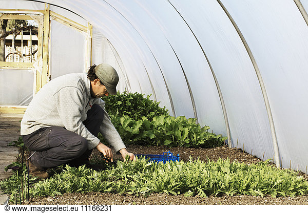 A gardener tending rows of seedlings and edible leaves in a polytunnel.