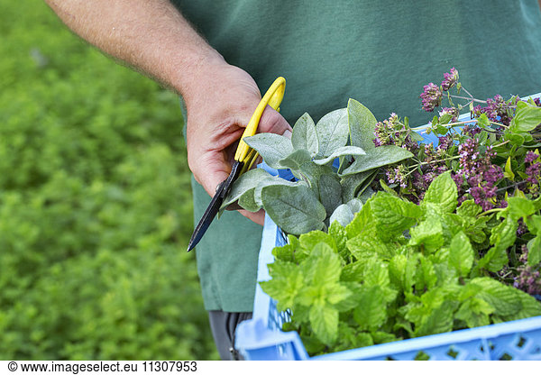 A gardener with scissors harvesting fresh herbs and salad plants.