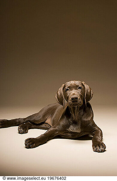 A german shorthaired pointer sitting for a portrait  Fort Collins  Colorado.