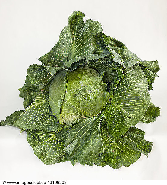 A giant cabbage sits on a clean white background at the Alaska State Fair; Palmer  Alaska  United States of America