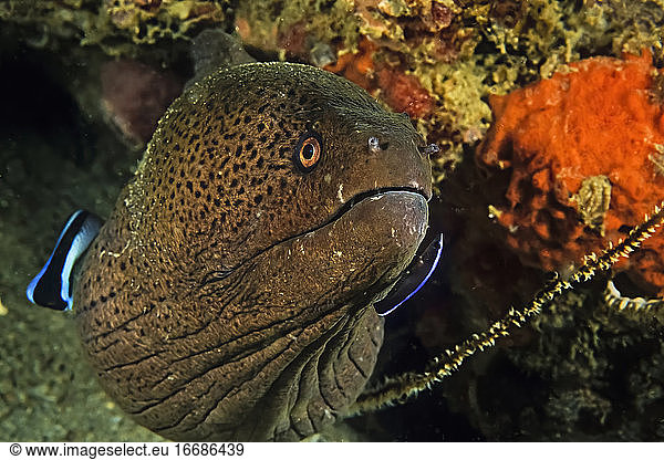 A Giant Moray eel being cleaned by a wrasse and a two-stripe blenny A ...