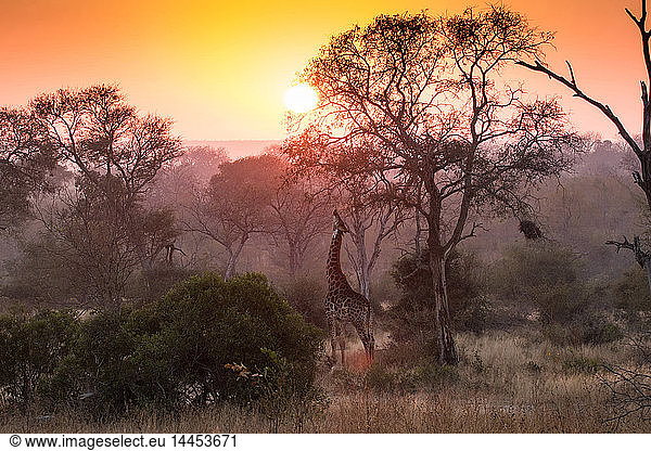 A giraffe  Giraffa camelopardalis  reaches up and eats from a tree  sunset and tree silhouettes in the background