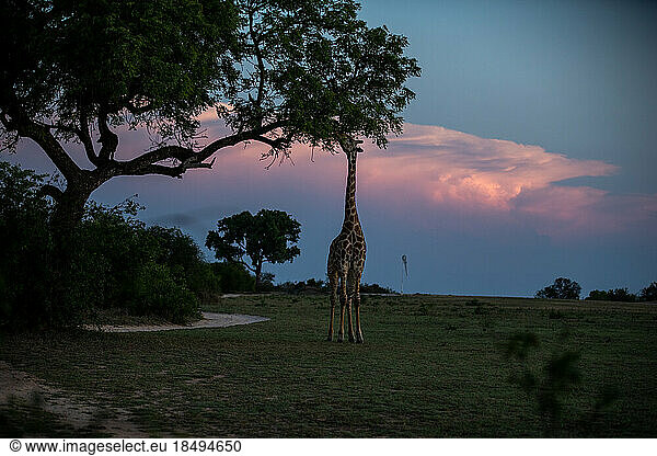 A Giraffe  Giraffa  eating leaves from a tree  sunset backdrop.
