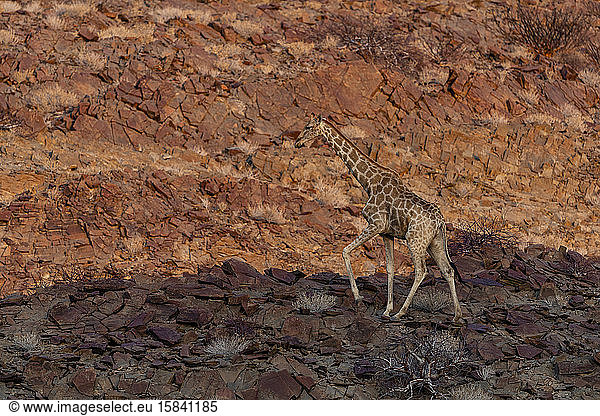 a giraffe on a rocky slope at sunset