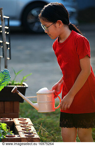 A girl is watering her vegetables