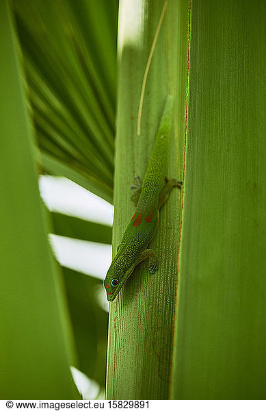 A Gold Dust Day Gecko poses for his close up on the Big Island  Hawaii
