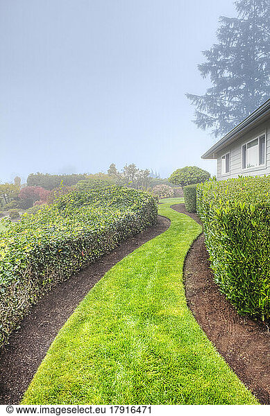 A grass path in a garden between hedges on a misty morning.