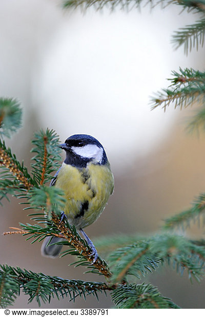 A great tit on a branch  Sweden.