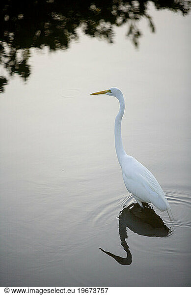 A Great White Egret wades in the water.