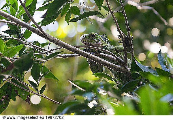 A green iguana is perched in a tree along the Indian River near the town of Portsmouth on the Caribbean island of Dominica.