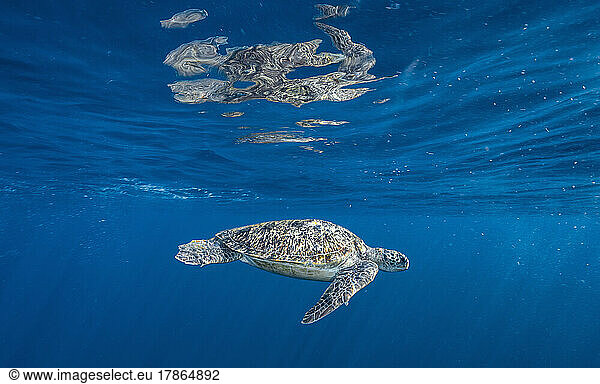 A green sea turtle swimming by at the Andaman Sea / Thailand