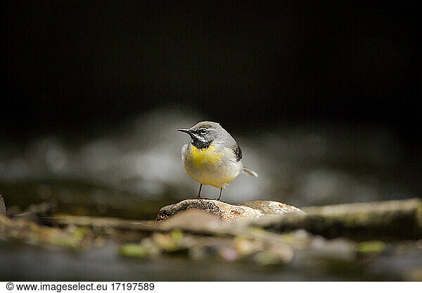 A grey wagtail bird stood on a rock in a river