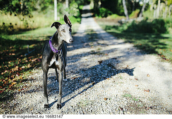 A greyhound dog stands on a driveway on a sunny day
