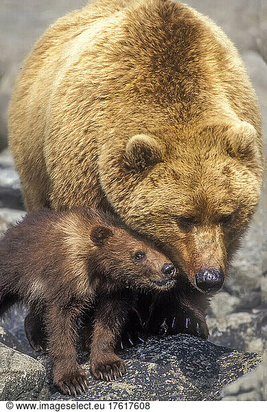 A grizzly bear cub nuzzles its mother.