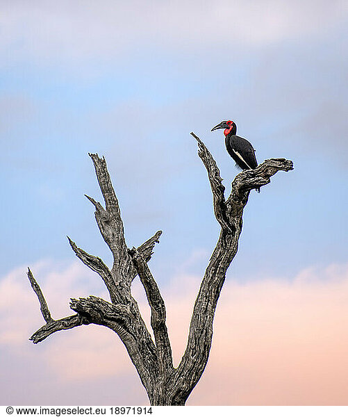 A ground hornbill  Bucorvus leadbeateri  sitting on a branch.