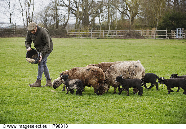 A group of adult sheep and lambs following a man springking feed on from a bucket onto the ground.