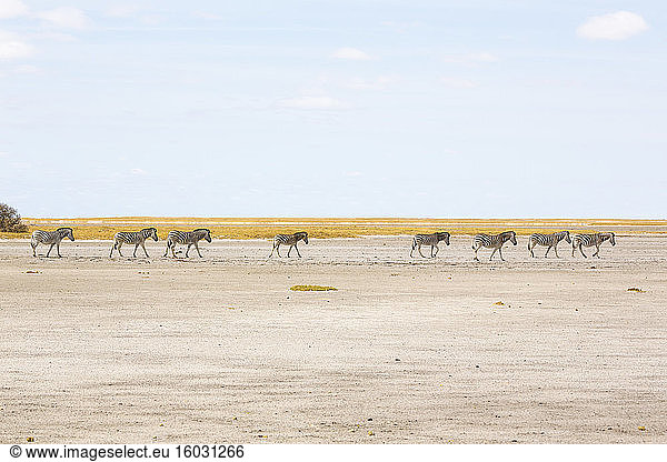 A group of Burchell's Zebra in the Kalahari Desert