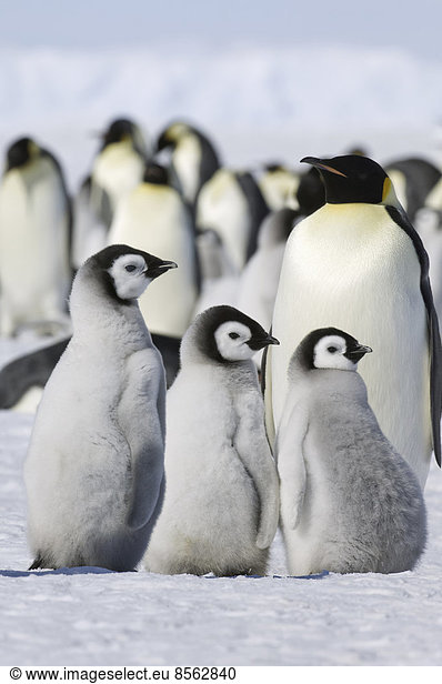 A group of emperor penguins standing on the ice on Snow Hill Island.