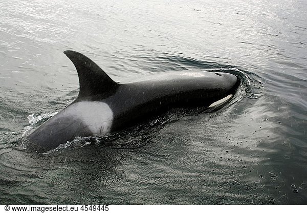 A group of five transient Orca Orcinus orca that chased  killed  and then ate a single Dall´s porpoise Phocoenoides dalli in Icy Strait  Southeastern Alaska The position of the actual kill was 58805 9íN 134857 0íW After the kill some of the animals spy-
