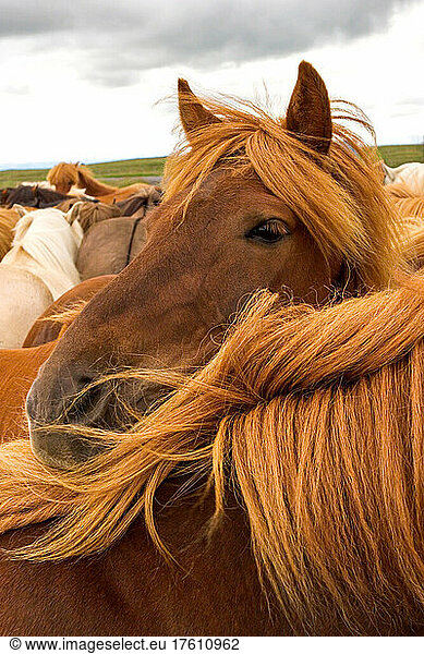 A group of Icelandic horses  Equus scandinavicus.