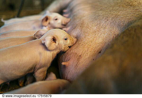 A group of piglets suckling a sow on a farm