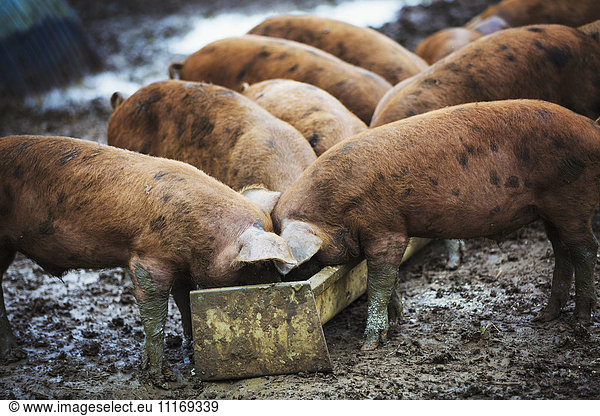 A group of pigs eating from a trough.