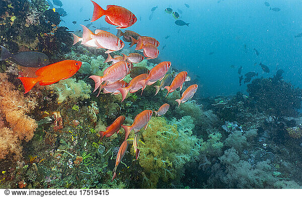 a group of red snapper around Komodo Island