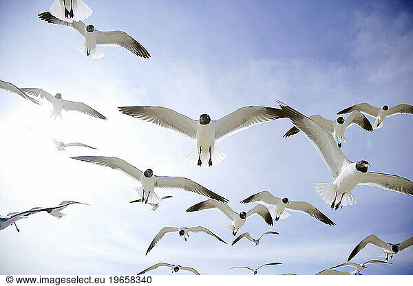 A group of seagulls flies closely overhead against a blue sky background.