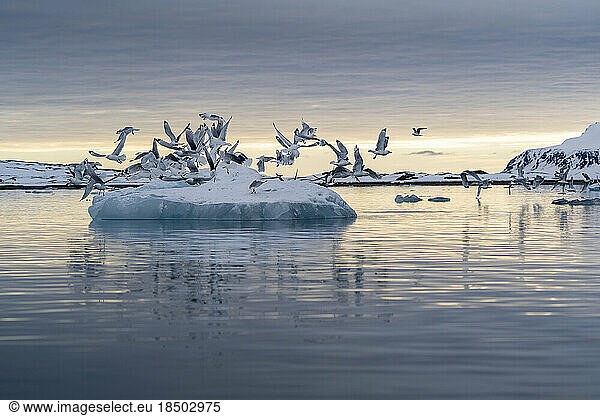 a group of seagulls fly away from a piece of floating ice