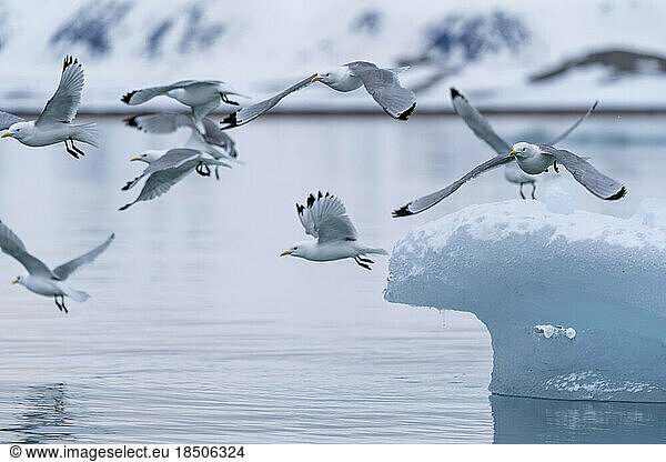 a group of seagulls fly away from a piece of ice