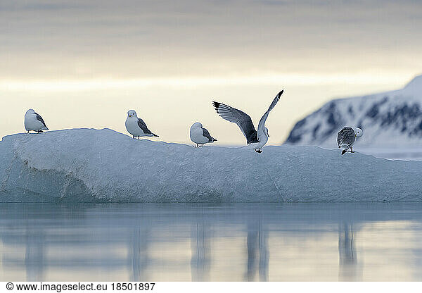 a group of seagulls rest on a piece of translucent ice at sunset