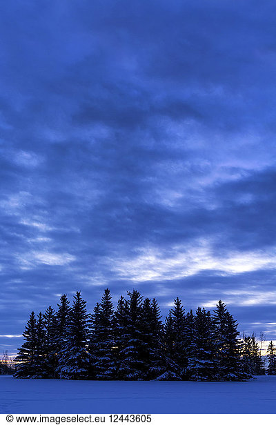 A grouping of snow-covered evergreen trees in a snow-covered field with cloud cover at dusk; Calgary  Alberta  Canada
