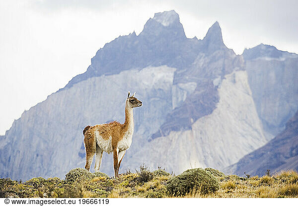 A guanaco looks out over the landscape in Las Torres Del Paine National Park  Chile.