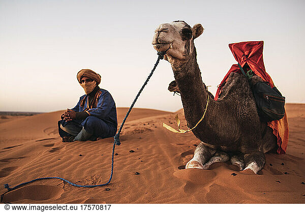 A guide and his camel resting on the sand in Merzouga desert  Morocco.