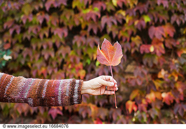A hand in a sweater holding a red autumn leaf