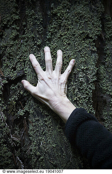 A hand on a tree trunk.