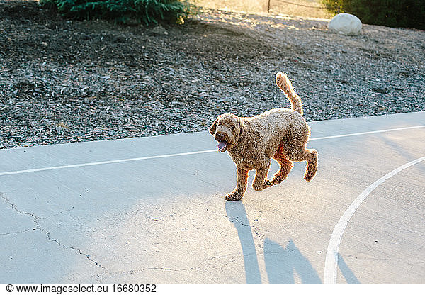 A Happy Labradoodle Runs On The Cement Court During Golden Hour