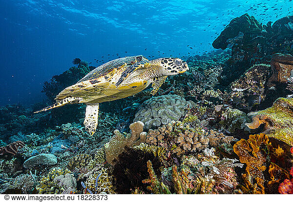 a hawksbill turtle floating in the ocean at Flores Island in Komodo